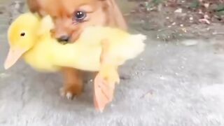 Lovely Dog and Bird