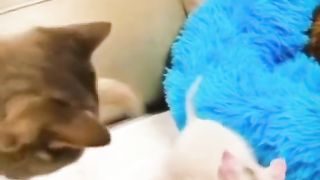 Funny cat and dog 4