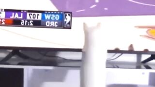Cats-cute