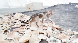 Funny stray cat 3