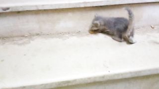 Funniest kitten