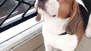 My dog love rain