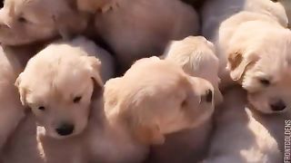 Baby Dog 2