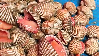 fresh clams