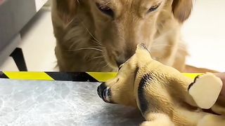 Pet videos animals videos funny animals videos cats dogs