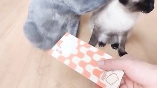 Funny cat video 13