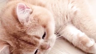 Day dream cat want to eat a meet ball????