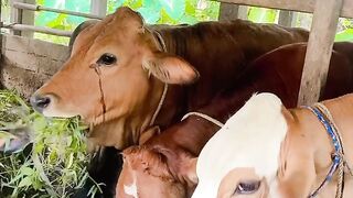 cattle farm