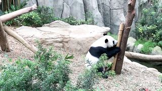 Panda Eating