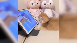 Funny Cat Video (Tik Tok)