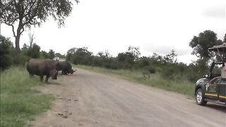 Angry rhino bull suddenly charges towards safari vehicle
