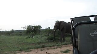 Photographer Helplessly Watches Elephant Knocks Over His Camera