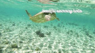 swimming turtle