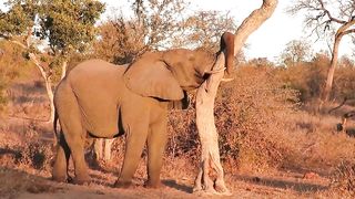 Sleepy Elephant Naps In Awkward And Hilarious Position