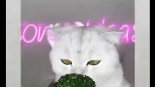 funny cat 19