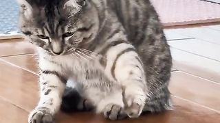 Cat & frog