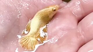 Golden Betta fish #fish #cutefish