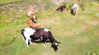 amazing sound of familiar animals elephant cow horse duck chicken cat animal sound