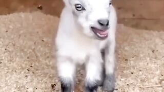 Goats lovely sound #goat #funnyshort #funny  #funny animals
