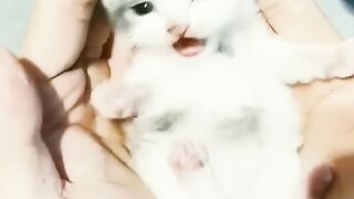 Cute Kitten lovely sound | Cutest cats | #kitten,#cutekitan #cat