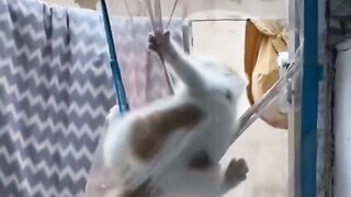 ninja warior kucing lucu