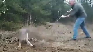 Brave Man Rescues Wolf from Trap with the Help of a Stick