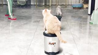 Cats sport funny