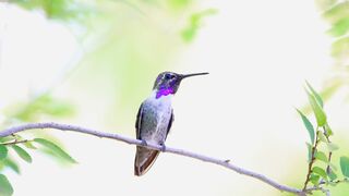 Rilex Bird