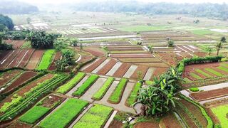 Drone View suasana Pesawahan Di Pedesaan Di Indonesia