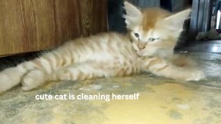 cute cat is cleaning herself