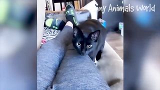 Funny Animal Videos 2023 3