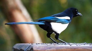 Rilex Bird 2