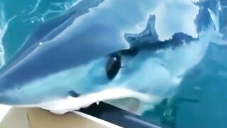 terrifying shark biting into the back of a boat