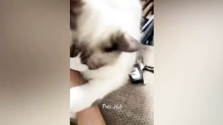 Funniest Dogs and Cats ????????