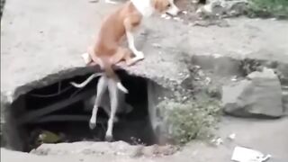 Funny vedio 31
