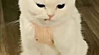 Kucing meow meow