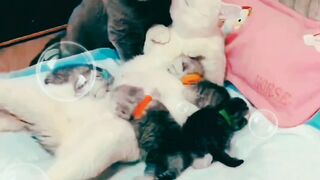 Romantic Moments of Kisses in Dad and mom Kitten