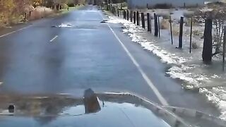 ???? Salmon filmed