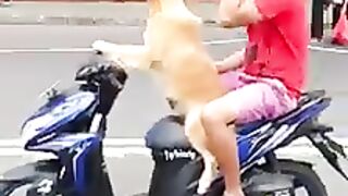 The Dog Is Driving