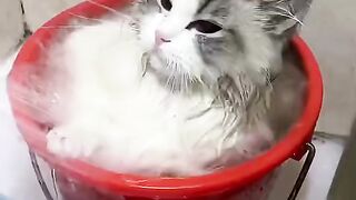 cute cat bathing