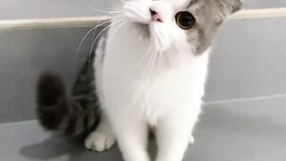 shocked cat