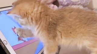 cute cat watching cartoon