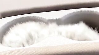 cat shows love