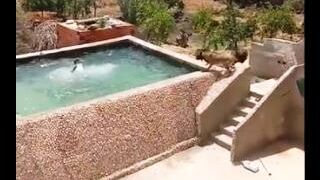 The Dog Saves Owner