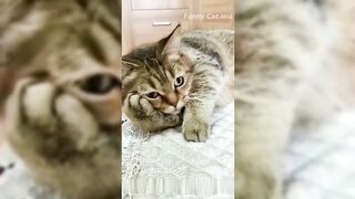Самые смешные видео с кошками 2022 года! Поверьте мне, эти кошки такие забавные