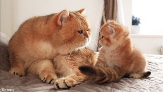 Котенок Спрайт впервые увидел своего папу