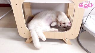 Я опоздал из-за кошки..
