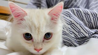 Пребывание в отеле японских кошек????????❤️ | Микат Югавара