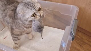 Шок Мама кошка переносит и прячет своего слабенького