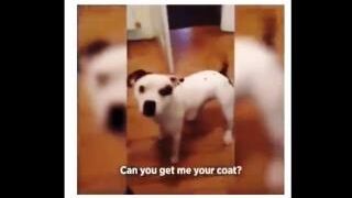 Smarter Dog